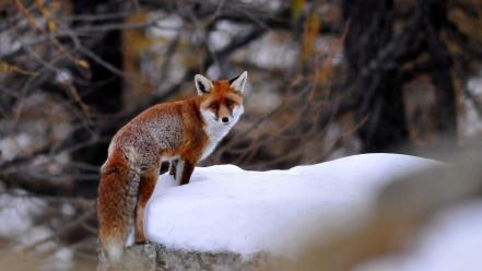 Nature winter forest animals foxes wallpaper