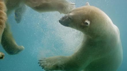 Water animals polar bears wallpaper