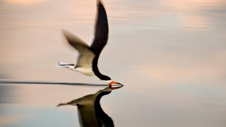 Water flying reflections birds wallpaper