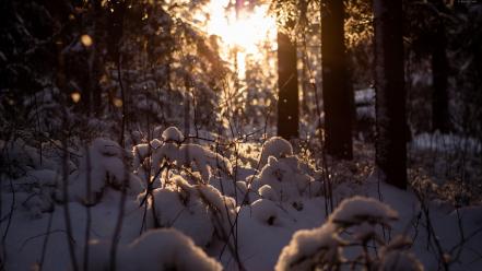 Winter snow trees forest cold the sun sunlight wallpaper