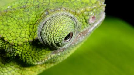 Animals chameleon wallpaper