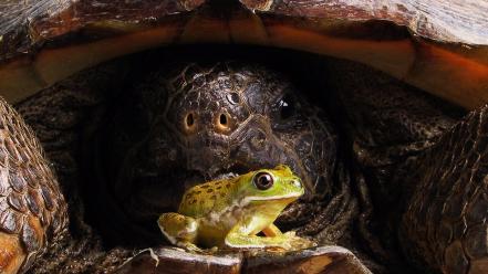 Animals turtles frogs amphibians wallpaper