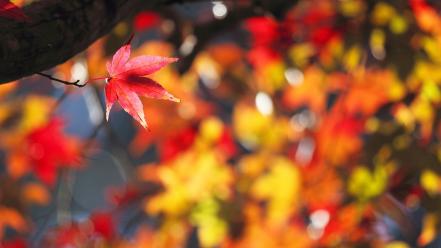 Autumn (season) leaves bokeh maple leaf wallpaper