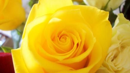 Flowers roses yellow rose wallpaper