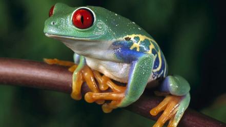 Frogs red-eyed tree frog amphibians wallpaper