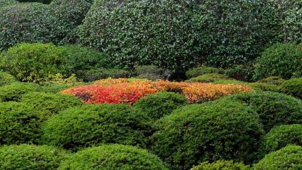 Garden plants bushes wallpaper