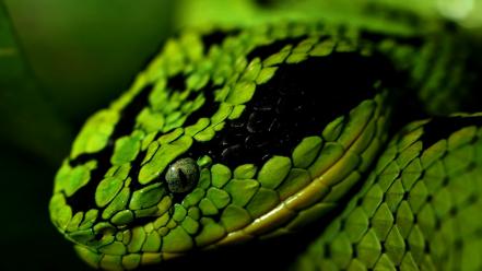 Green nature cobra animals snakes eyes scales wallpaper