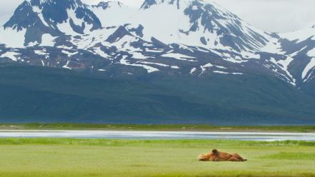 Landscapes nature alaska national park brown bear wallpaper