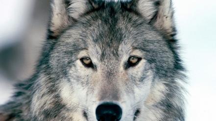 Nature animals wolves wallpaper
