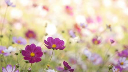 Nature flowers cosmos flower wallpaper