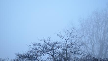 Nature minimalistic trees fog wallpaper