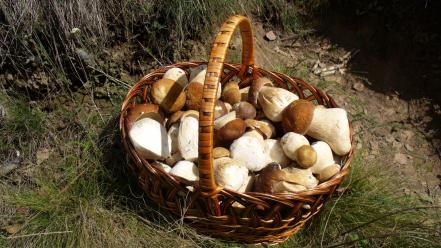 Nature mushrooms baskets wallpaper