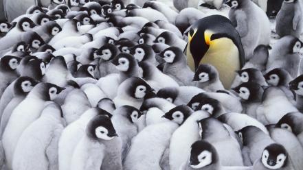 Penguins antarctica baby birds emperor wallpaper