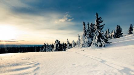 Snow fir bright wallpaper