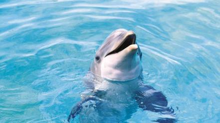 Water ocean animals dolphins sea wallpaper