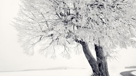 Winter snow trees branches wallpaper