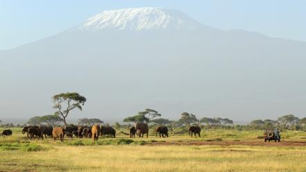 Animals elephants africa safari mount kilimanjaro wallpaper