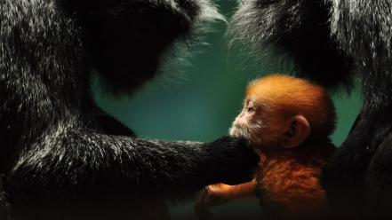 Animals national geographic monkeys baby wallpaper