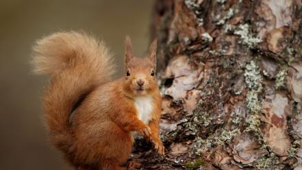 Animals orange outdoors chipmunks wallpaper