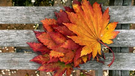 Autumn (season) leaves bench wallpaper