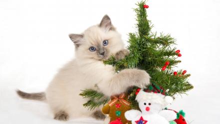 Cats animals christmas white background wallpaper