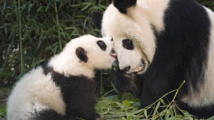 China animals panda bears playing baby wallpaper