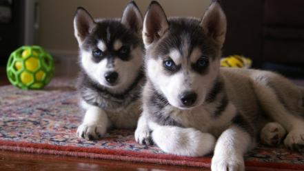 Dogs husky wallpaper