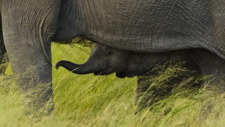 Elephants african national park baby elephant botswana wallpaper
