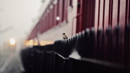 Fences birds trains bokeh sparrow wallpaper