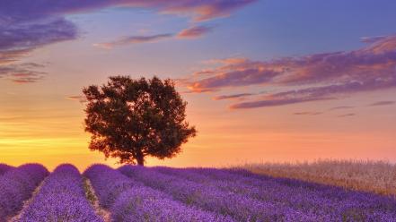 Landscapes nature france english lavender provence lone tree wallpaper