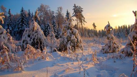 Landscapes winter snow trees forest wallpaper