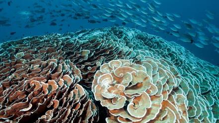 National geographic underwater coral reef fishes sea wallpaper