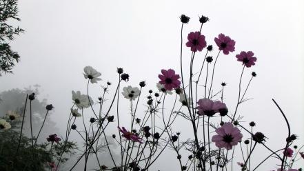 Nature flowers fog mist plants cosmos flower wallpaper