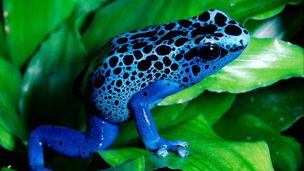 Nature frogs amphibians poison dart wallpaper