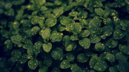 Nature leaves water drops green plant dark wallpaper