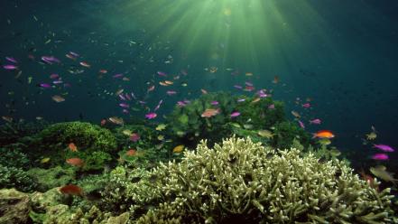 Ocean fish underwater sea wallpaper