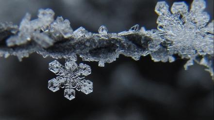Snow snowflakes frost macro hoarfrost wallpaper
