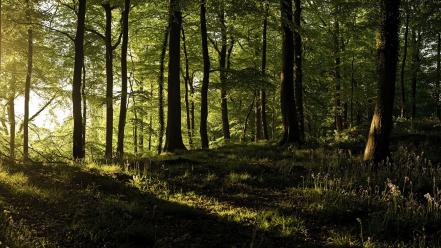 Trees england forest sunlight united kingdom panorama wallpaper