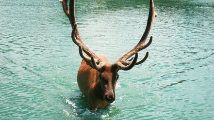 Water nature animals horns deer lakes elk wallpaper