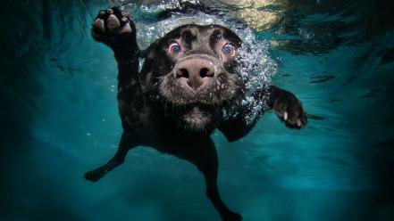 Water nature dogs underwater funny animals games wallpaper