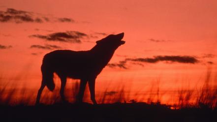 Animals howling wolf dusk calling wallpaper