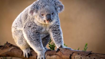 Animals koalas wallpaper