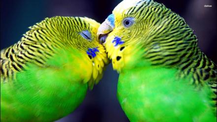 Birds parrots affection parakeets budgerigar wallpaper
