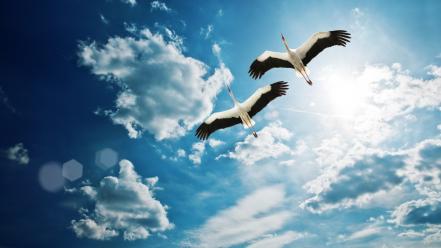 Clouds animals skies birds wallpaper