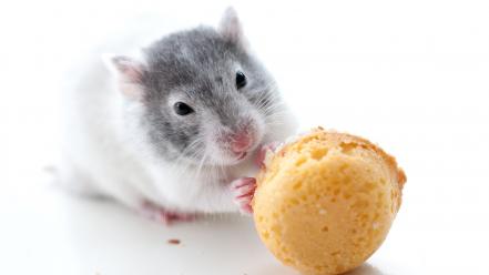 Cookies mice wallpaper