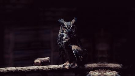 Dark birds owls wallpaper