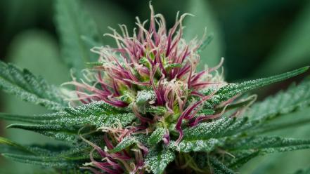Drugs marijuana plants hemp wallpaper