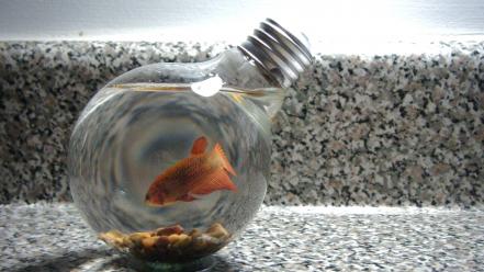 Fish goldfish lamps light bulbs wallpaper