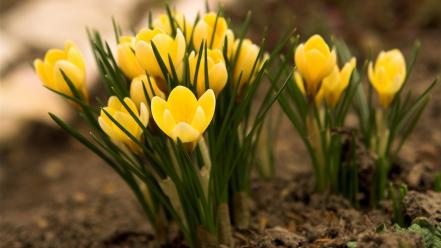 Flowers yellow crocus wallpaper