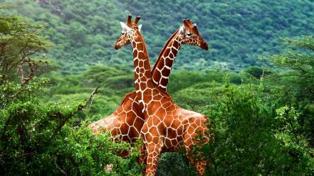 Forests animals giraffes wallpaper